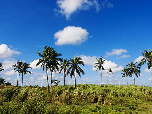 포토 JPG 해외이미지 구름 아시아 잎 하늘 사람없음 초록색 여름 파란색 맑음 시골 뜨거움 해외202004 해외포토 자연요소 식물 계절 나라 컬러 날씨 파일형식 이미지허브