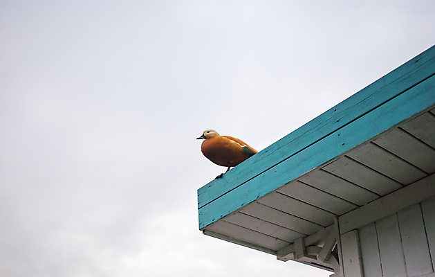 포토 JPG 해외이미지 동물 공원 여자 남자 호수 야생동물 날개 자연 조류 오리 성인 사람없음 야외 빨간색 세로 초록색 물 강 반사 갈색 수영 흰색 연못 잠 깃털 만족 부식 싱글 낮잠 부리 물새 서식지 내추럴 해외202004 해외포토 자연요소 공공시설 감정 컬러 사람 수상스포츠 생태계 파일형식 이미지허브