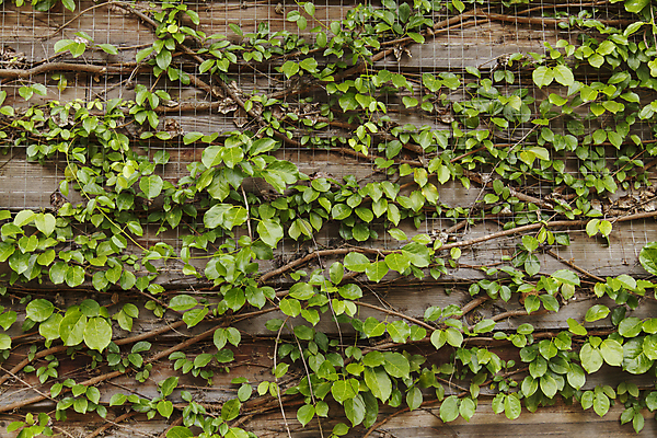 포토 JPG 해외이미지 나무 식물 외관 꽃 벽 백그라운드 잎 패턴 건축양식 자연 출입구 주택 사람없음 야외 건물 목재 장식 초록색 여름 문 정원 수확 골동품 성장 덮개 시골 덩굴 숲 질감 복고 포도나무 아이비 내추럴 옛날 해외202004 해외포토 건축물 계절 건축 컬러 무늬 농업 재료 뚜껑 과일나무 생태계 파일형식 이미지허브