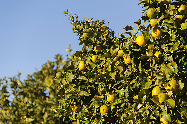 포토 JPG 해외이미지 나무 음식 잎 과일 건강 사람없음 초록색 컬러풀 성장 신선 레몬 해외202004 해외포토 식물 컬러 파일형식 이미지허브