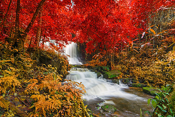 포토 JPG 해외이미지 나무 식물 공원 잎 모션 태국 자연 휴가 휴식 풍경 사람없음 초록색 물 강 놀람 폭포 흐름 가을 신선 개울 숲 시원함 열대우림 순수 즐거움 천국 내추럴 파라다이스 해외202004 해외포토 자연요소 계절 공공시설 감정 아시아 컬러 컨셉 표정 생태계 파일형식 이미지허브