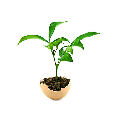 포토 JPG 해외이미지 나무 식물 길 지구 컨셉 잎 농업 부분 자연 아이디어 실내 사람없음 초록색 농장 새싹 환경 정원 계란 흙 봄 엄지손가락 성장 껍질 흰색 시장 상품 작음 자르기 심볼 시작 원예 날것 개발 고립 단절 모종 세련 해외202004 해외포토 계절 산업 컬러 손가락 모션 취미 내부 알 크기 생태계 파일형식 이미지허브