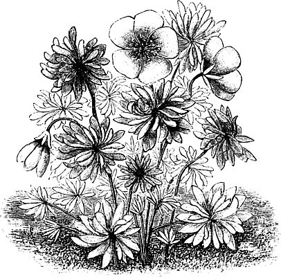 EPS 해외이미지 식물 꽃 유럽 선 일러스트 미술 장식 검은색 수확 흰색 그림 판화 제라늄 해외202004 해외일러스트 나라 컬러 농업 문화예술 파일형식 벡터 이미지허브