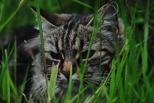 포토 JPG 해외이미지 사람없음 고양이 해외202004 해외포토 포유류 반려동물 파일형식 이미지허브