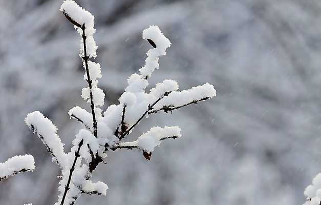 포토 JPG 해외이미지 나무 식물 계절 백그라운드 크리스마스 겨울 자연 하늘 표면 아침 날씨 풍경 사람없음 야외 목재 환경 추위 백발 흰색 나뭇가지 시골 신선 숲 질감 서리 러시아 온도 눈보라 내추럴 폭설 눈내림 해외202004 해외포토 주간 헤어스타일 기념일 유럽 컬러 재료 눈_날씨 자연재해 생태계 파일형식 이미지허브