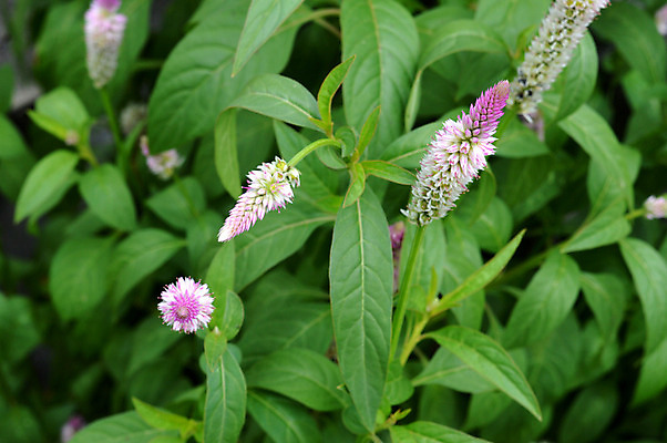 포토 JPG 해외이미지 식물 계절 공원 꽃 백그라운드 잎 패턴 밭 자연 하늘 추상 사람없음 야외 장식 초록색 여름 빛 햇빛 환경 정원 보라색 성장 가을 신선 황금 닫기 깃털 분수 질감 내추럴 영원 해외202004 해외포토 공공시설 컬러 무늬 농업 모션 태양 생태계 파일형식 이미지허브