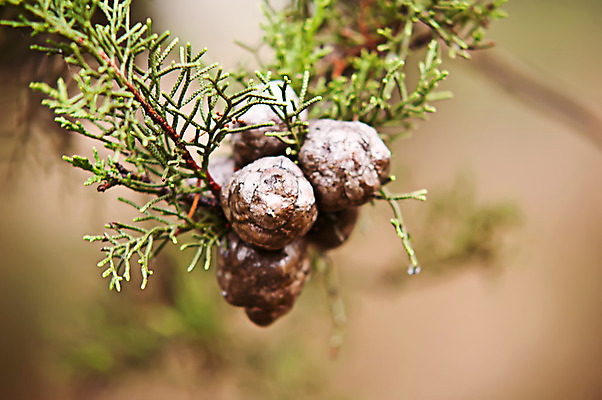 포토 JPG 해외이미지 나무 식물 공원 잎 과일 자연 사람없음 야외 장식 초록색 정원 봄 신선 질감 상록수 삼나무 해외202004 해외포토 계절 공공시설 컬러 생태계 파일형식 이미지허브