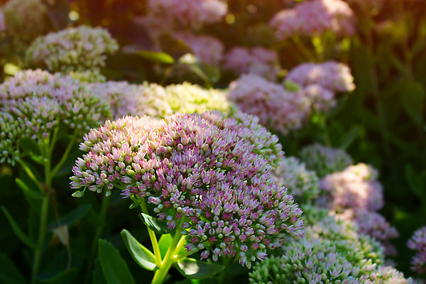 포토 JPG 해외이미지 식물 꽃잎 꽃 줄기 분홍색 자연 사람없음 야외 빨간색 초록색 여름 머리 보라색 벚꽃 가을 자주색 허브 화단 해외202004 해외포토 계절 컬러 신체부위 생태계 파일형식 이미지허브