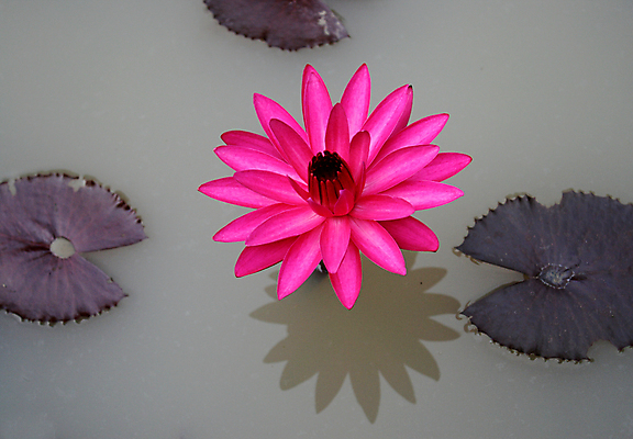 포토 JPG 해외이미지 식물 디자인 공원 꽃잎 꽃 아시아 분홍색 백그라운드 잎 꽃무늬 자연 휴식 연꽃 사람없음 장식 물 여름 환경 정원 침묵 봄 벚꽃 연못 신선 개화 백합 심볼 묘사 내추럴 해외202004 해외포토 자연요소 계절 공공시설 나라 컬러 컨셉 무늬 소리 생태계 파일형식 이미지허브