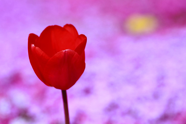 포토 JPG 해외이미지 식물 계절 공원 꽃 꽃다발 잎 꽃무늬 밭 자연 사람없음 야외 빨간색 컬러풀 봄 줄무늬 튤립 신선 싱글 내추럴 해외202004 해외포토 공공시설 컬러 무늬 농업 생태계 파일형식 이미지허브