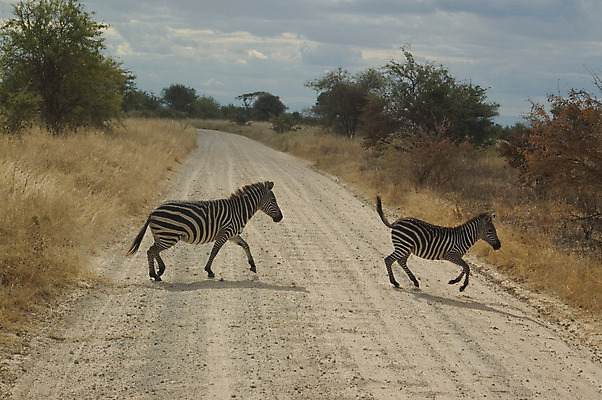 포토 JPG 해외이미지 동물 공원 도로 야생동물 모래 포유류 아프리카 자연 국립공원 사람없음 달리기 노란색 걷기 검은색 줄무늬 흰색 사파리 먼지 얼룩말 건너기 사바나 탄자니아 해외202004 해외포토 공공시설 나라 길 컬러 무늬 교통시설 모션 말_동물 생태계 파일형식 이미지허브