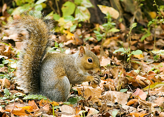 포토 JPG 해외이미지 동물 공원 야생동물 음식 포유류 발 자연 생물 털 사람없음 야외 회색 견과류 설치류 숲 모피 꼬리 다람쥐 솜털 내추럴 동물상 해외202004 해외포토 공공시설 컬러 신체부위 조형물 생태계 파일형식 이미지허브