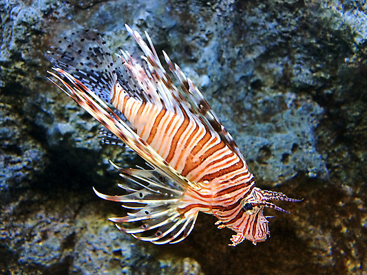 포토 JPG 해외이미지 어류 사람없음 물 수족관 해외202004 해외포토 자연요소 수중동물 파일형식 이미지허브