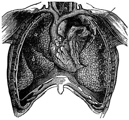 EPS 해외이미지 백그라운드 일러스트 부분 해부 표면 미술 내부 숫자 검은색 골동품 하트 구멍 오르간 중앙 흉부 편지 왼쪽 그림 판화 동맥 정맥 고립 궤 옛날 해외202004 해외일러스트 모양 문자 컬러 의학 문화예술 건반악기 호흡기관 방향 혈관 파일형식 벡터 이미지허브