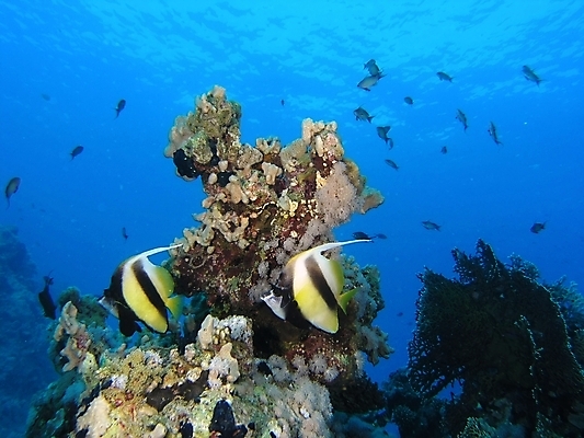 포토 JPG 해외이미지 식물 동물 야생동물 잎 자연 표면 어류 사람없음 초록색 물 반사 사진촬영 수중 투명 스노클링 산호 잠수부 잠수함 다이빙 암초 동물상 해외202004 해외포토 자연요소 컬러 조형물 촬영 수영 수중동물 수상스포츠 자포동물 전문직 생태계 수중스포츠 파일형식 이미지허브