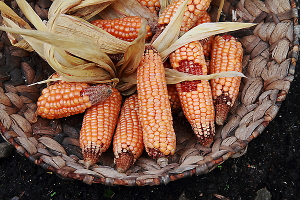 포토 JPG 해외이미지 음식 옥수수 요리 사람없음 성장 시리얼 식용 해외202004 해외포토 곡류 파일형식 이미지허브