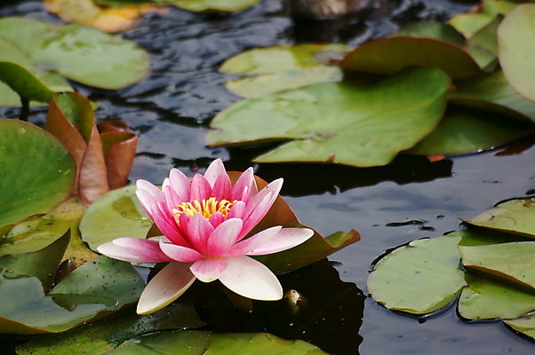 포토 JPG 해외이미지 식물 계절 공원 꽃잎 꽃 호수 선 분홍색 백그라운드 잎 꽃무늬 자연 사람없음 야외 물 반사 정원 침묵 벚꽃 연못 개화 우아함 명상 싱글 내추럴 해외202004 해외포토 자연요소 공공시설 컬러 컨셉 무늬 소리 생태계 파일형식 이미지허브