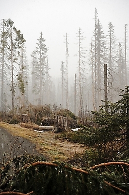 포토 JPG 해외이미지 나무 식물 구름 계절 공원 백그라운드 겨울 자연 하늘 날씨 산 풍경 사람없음 야외 초록색 봄 추위 안개 황무지 숲 장면 폭풍 눈보라 내추럴 해외202004 해외포토 자연요소 공공시설 컬러 눈_날씨 생태계 파일형식 이미지허브