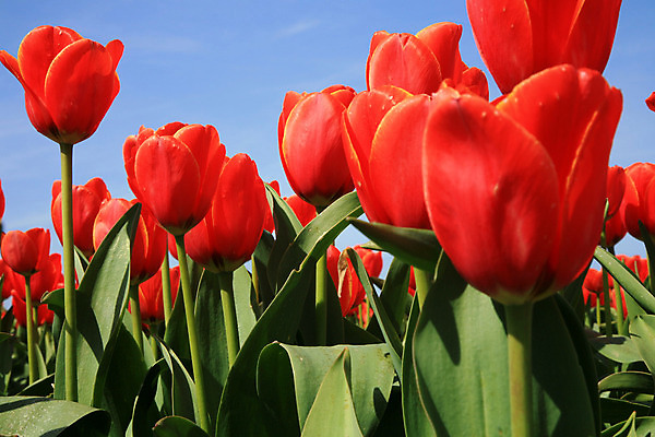 포토 JPG 해외이미지 식물 계절 꽃잎 꽃 선 백그라운드 잎 농업 자연 하늘 사람없음 야외 빨간색 초록색 파란색 컬러풀 정원 봄 활발 튤립 성장 벚꽃 시골 개화 그룹 네덜란드 장면 내추럴 고립 구성 유일 세련 해외202004 해외포토 유럽 산업 컬러 컨셉 생태계 파일형식 이미지허브