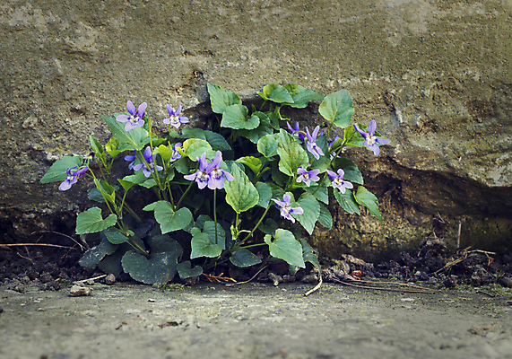 포토 JPG 해외이미지 식물 꽃 벽 잎 자연 사람없음 야외 초록색 희망 봄 들꽃 닫기 고독 제비꽃 시멘트 노력 시티라이프 소셜네트워크 옛날 콘크리트 생존 해외202004 해외포토 라이프스타일 계절 감정 컬러 모션 생태계 파일형식 이미지허브