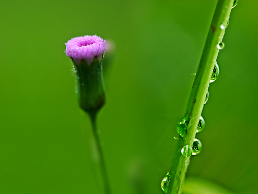 포토 JPG 해외이미지 공원 꽃 백그라운드 밭 자연 사람없음 초록색 물 환경 정원 해외202004 해외포토 자연요소 식물 공공시설 컬러 농업 생태계 파일형식 이미지허브