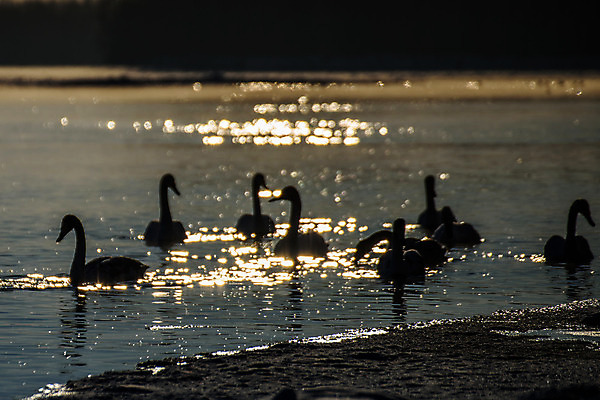 포토 JPG 해외이미지 동물 야생동물 날개 자연 조류 사람없음 물 파란색 강 태양 수영 회색 흰색 연못 깃털 부리 백조 분무기 물새 해외202004 해외포토 자연요소 컬러 수상스포츠 생태계 파일형식 이미지허브