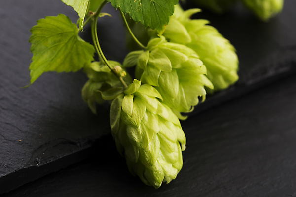 포토 JPG 해외이미지 잎 검은배경 실내 사람없음 세개 해외202004 홉 해외포토 식물 백그라운드 3 내부 검은색 파일형식 이미지허브