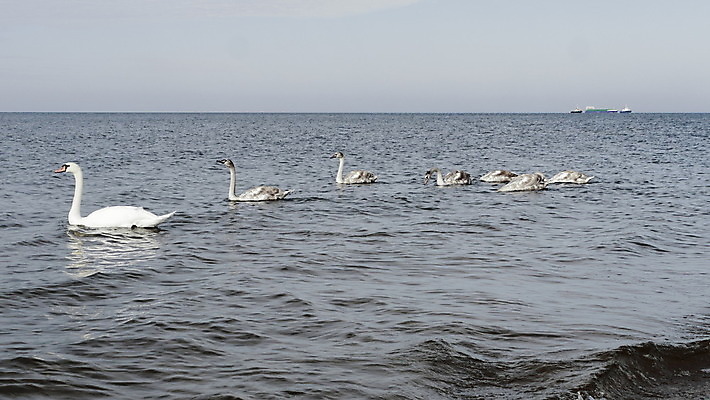 포토 JPG 해외이미지 동물 여자 남자 행복 호수 가족 조류 엄마 영국 오리 병아리 성인 사람없음 초록색 갈색 환경 정원 도시 그룹 우아함 닫기 보호 큼 깃털 경계 부리 새장 솜털 계산서 결백 생태학 웅장함 해외202004 해외포토 교육 감정 유럽 컬러 컨셉 관계 모션 사람 크기 케이지 파일형식 이미지허브