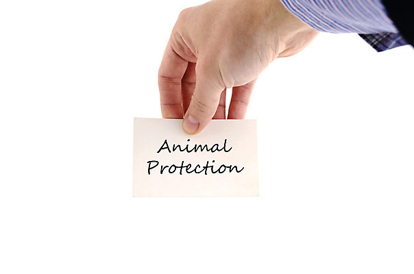 포토 JPG 해외이미지 동물 디자인 교육 지구 여행 백그라운드 가족 화살 거리 종류 사랑 사람없음 반려동물 세계 고양이 사막 구출 보호 결합 방향 학대 심볼 도로표지판 법 문제 멸종 공정 수의사 돌봄 방법 치유 헬프 생존 해외202004 해외포토 감정 도로 컨셉 포유류 관계 모션 의사 도움 표지판 사회이슈 파일형식 이미지허브