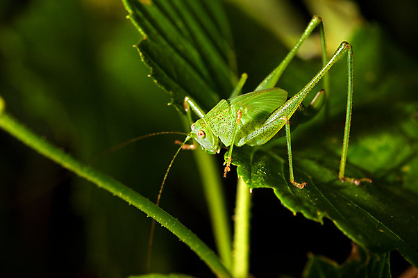 포토 JPG 해외이미지 야생동물 곤충 백그라운드 잎 자연 사람없음 초록색 메뚜기 귀뚜라미 해외202004 해외포토 식물 동물 컬러 생태계 파일형식 이미지허브
