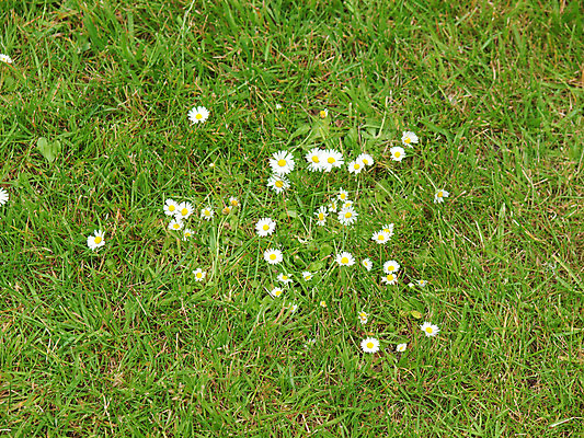 포토 JPG 해외이미지 식물 꽃 분홍색 꽃무늬 자연 국화 사람없음 노란색 흰색 데이지 해외202004 해외포토 컬러 무늬 생태계 파일형식 이미지허브