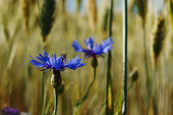 포토 JPG 해외이미지 식물 꽃 꽃무늬 자연 사람없음 여름 신선 시리얼 폴란드 내추럴 해외202004 해외포토 계절 유럽 음식 무늬 생태계 파일형식 이미지허브