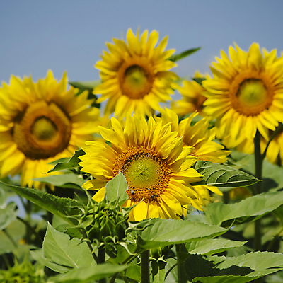 포토 JPG 해외이미지 식물 계절 꽃 백그라운드 꽃무늬 밭 농업 오렌지 자연 해바라기 풍경 사람없음 야외 초록색 여름 컬러풀 햇빛 태양 노란색 맑음 벚꽃 시골 유기농 내추럴 해외202004 해외포토 자연요소 웰빙 산업 컬러 무늬 과일 날씨 생태계 파일형식 이미지허브