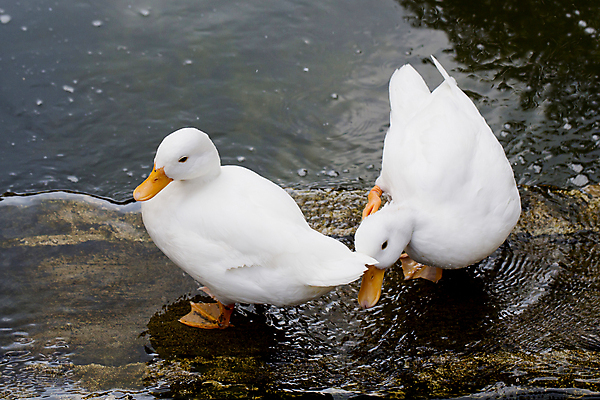 포토 JPG 해외이미지 동물 조류 오리 사람없음 물 파란색 흰색 깃털 부리 동물상 해외202004 해외포토 자연요소 컬러 조형물 파일형식 이미지허브