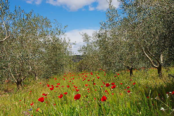 포토 JPG 해외이미지 식물 꽃 백그라운드 꽃무늬 밭 자연 사람없음 빨간색 초록색 정원 봄 들꽃 벚꽃 스페인 양귀비 내추럴 해외202004 해외포토 계절 유럽 컬러 무늬 농업 생태계 파일형식 이미지허브