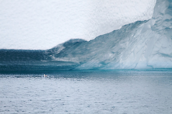 포토 JPG 해외이미지 바다 자연 조류 하늘 풍경 사람없음 물 파란색 얼음 추위 흰색 북극 빙하 빙산 북쪽 대서양 그린란드 해외202004 해외포토 자연요소 동물 컬러 섬 덴마크 극지방 방향 생태계 파일형식 이미지허브
