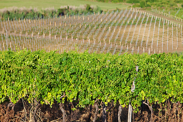 포토 JPG 해외이미지 나무 식물 잎 밭 농업 과일 자연 하늘 포도 풍경 사람없음 야외 초록색 여름 파란색 농작물 농장 와인 성장 시골 포도밭 장면 포도나무 크로아티아 밭일 양조장 줄서기 해외202004 해외포토 계절 유럽 산업 컬러 모션 주류 과일나무 생태계 파일형식 이미지허브