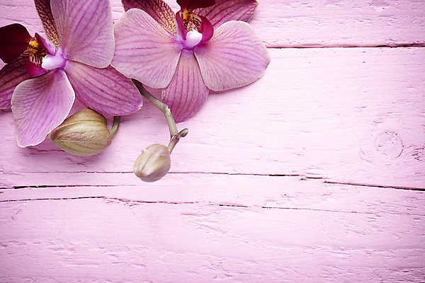 포토 JPG 해외이미지 식물 꽃잎 꽃 줄기 분홍색 백그라운드 자연 사람없음 스파 침묵 봄 난초 오브젝트 장면 해외202004 해외포토 계절 컬러 소리 생태계 파일형식 이미지허브