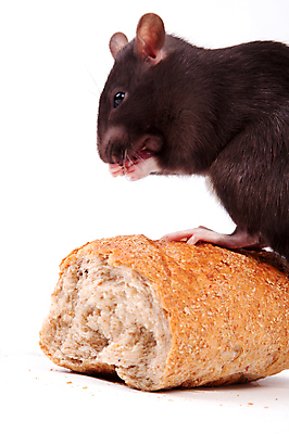 포토 JPG 해외이미지 동물 응시 빵 포유류 수염 털 사람없음 반려동물 갈색 회색 흰색 쥐 설치류 수줍음 심볼 호기심 흰배경 코 꼬리 귀 솜털 고립 해외202004 해외포토 시선 감정 음식 컬러 백그라운드 컨셉 신체부위 파일형식 이미지허브