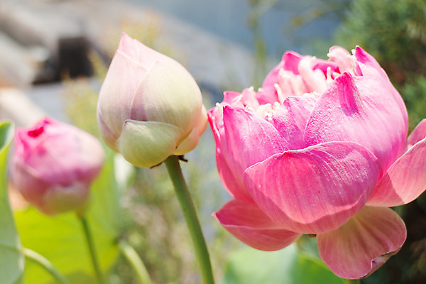 포토 JPG 해외이미지 식물 계절 공원 꽃잎 꽃 줄기 분홍색 잎 꽃무늬 자연 휴식 사람없음 야외 초록색 햇빛 태양 환경 정원 맑음 벚꽃 연못 개화 명상 향기 엽서 이국적 해외202004 해외포토 자연요소 공공시설 컬러 컨셉 무늬 날씨 편지 생태계 냄새 파일형식 이미지허브