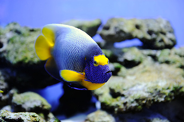 포토 JPG 해외이미지 동물 야생동물 바다 섬 여행 백그라운드 학교 자연 휴가 바닥 이집트 어류 풍경 사람없음 빨간색 물 파란색 컬러풀 노란색 환경 바닷속 수중 수영 스노클링 산호 아래 다이빙 암초 수족관 내추럴 깊이 소금물 이국적 해외202004 해외포토 자연요소 교육 컬러 아프리카 수중동물 수상스포츠 자포동물 방향 생태계 위치 수중스포츠 파일형식 이미지허브