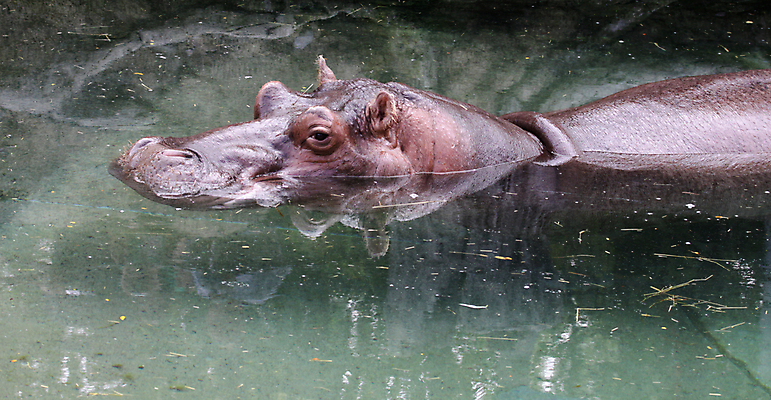 포토 JPG 해외이미지 포유류 동물원 사람없음 수영 큼 하마 해외202004 해외포토 동물 수상스포츠 크기 파일형식 이미지허브