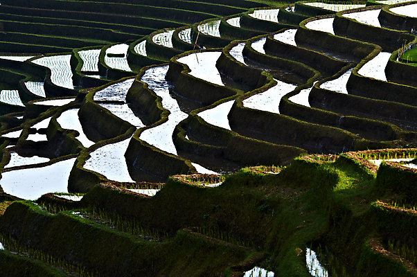 포토 JPG 해외이미지 아시아 밥 동양인 사람없음 초록색 농경지 발리 인도네시아 논밭 해외202004 해외포토 나라 음식 컬러 섬 밭 논 인종 농장 파일형식 이미지허브