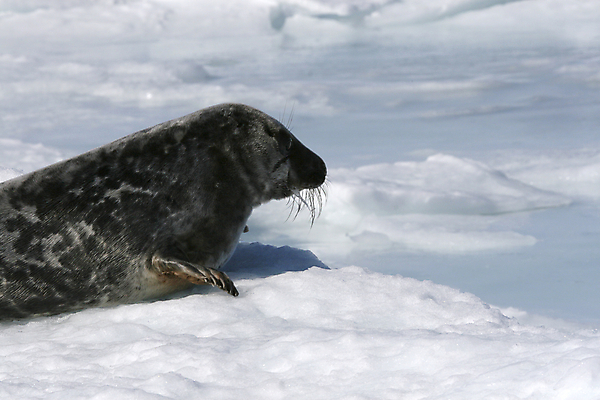 포토 JPG 해외이미지 동물 야생동물 포유류 사람없음 얼음 추위 물개 남극 북극 해외202004 해외포토 자연요소 바다동물 극지방 파일형식 이미지허브