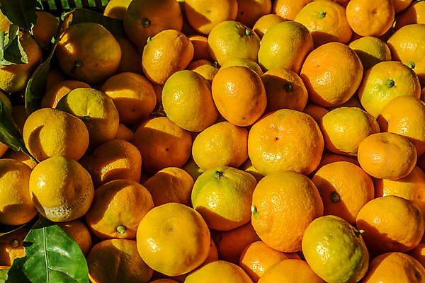 포토 JPG 해외이미지 나무 식물 계절 잎 오렌지 과일 자연 하늘 사람없음 야외 가로 열대과일 건강식 해외202004 해외포토 음식 생태계 파일형식 이미지허브