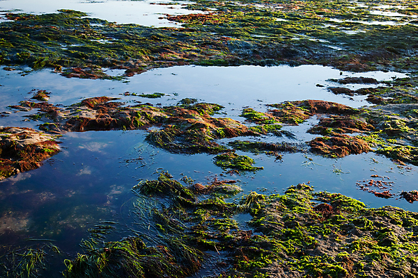 포토 JPG 해외이미지 나무 실루엣 야생동물 모래 바다 백그라운드 패턴 오렌지 자연 조류 하늘 이끼 풍경 사람없음 초록색 물 파란색 반사 노란색 황혼 일몰 거울 바위 흰색 황무지 산호 묘사 질감 장면 태평양 내추럴 소금물 수평선 해외202004 해외포토 자연요소 식물 동물 컬러 무늬 과일 촬영기법 노을 돌_바위 자포동물 생태계 파일형식 이미지허브