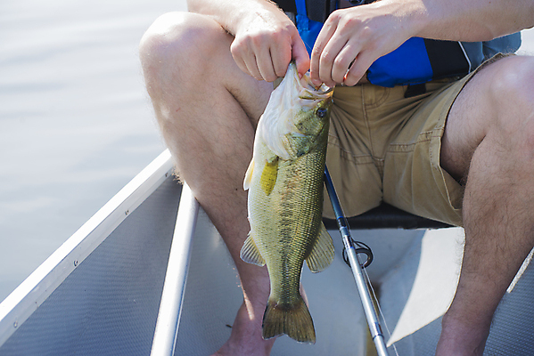 포토 JPG 해외이미지 동물 1 손 남자 호수 캐나다 낚시 저울 종류 어류 한명 사람 취미 야외 물 강 연못 신선 잡기 유혹 가득함 트로피 유기농 드럼 낚시꾼 지느러미 미끼 턱 내추럴 민물 아마추어 해외202004 해외포토 자연요소 웰빙 컨셉 북아메리카 모션 레저 타악기 신체부위 수중동물 상_우승 파일형식 이미지허브