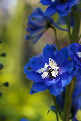 포토 JPG 해외이미지 식물 꽃 자연 사람없음 파란색 정원 보라색 봄 벚꽃 해외202004 해외포토 계절 컬러 생태계 파일형식 이미지허브