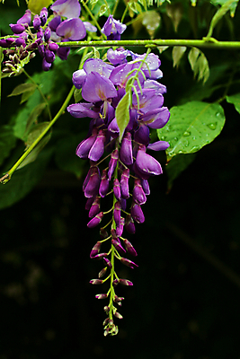 포토 JPG 해외이미지 식물 꽃 잎 채소 자연 매달리기 사람없음 야외 초록색 정원 보라색 빗방울 해외202004 해외포토 컬러 모션 비_날씨 생태계 파일형식 이미지허브