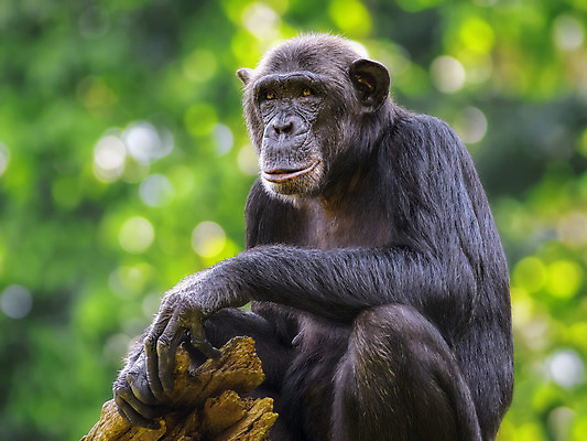 포토 JPG 해외이미지 동물 야생동물 포유류 아프리카 자연 생물 종류 사람없음 초록색 검은색 원숭이 황무지 멸종 유인원 침팬지 르완다 소셜 지능 콩고 해외202004 해외포토 나라 컬러 생태계 파일형식 이미지허브